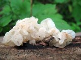 Ductifera pululahuana image