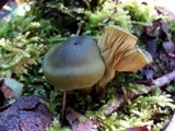 Cortinarius austrovenetus image