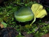 Cortinarius austrovenetus image