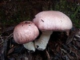 Agaricus austrovinaceus image