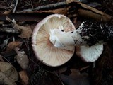 Agaricus austrovinaceus image