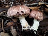 Agaricus austrovinaceus image