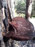 Fistulina hepatica image