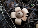 Geastrum triplex image