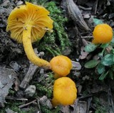 Cantharellus minor image