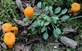 Cantharellus minor image