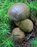 Pseudoboletus parasiticus image