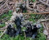 Helminthosphaeria clavariarum image