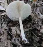 Melanoleuca alboflavida image