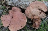 Hapalopilus rutilans image