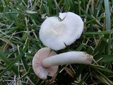 Agaricus comtulus image