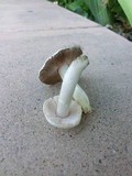 Agaricus comtulus image