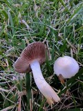 Agaricus comtulus image