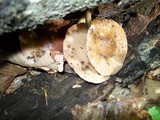 Pluteus flavofuligineus image