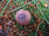 Lactarius rufus image