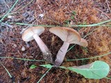 Lactarius rufus image