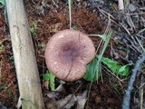Lactarius rufus image