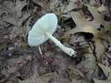 Leucocoprinus cepistipes image