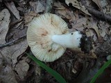 Russula pectinatoides image