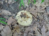 Russula pectinatoides image