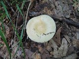 Russula pectinatoides image