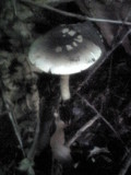 Amanita citrina var. grisea image