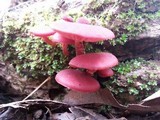 Tubaria rufofulva image