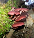 Tubaria rufofulva image