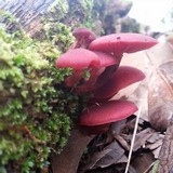 Tubaria rufofulva image