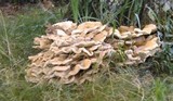 Bondarzewia berkeleyi image