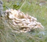 Bondarzewia berkeleyi image