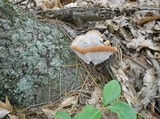 Fomitopsis spraguei image