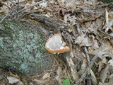 Fomitopsis spraguei image