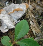 Fomitopsis spraguei image