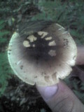 Amanita citrina var. grisea image