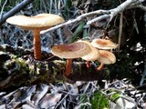 Pholiota multicingulata image