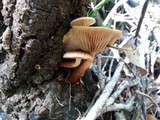 Pholiota multicingulata image
