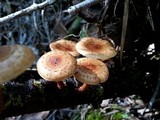Pholiota multicingulata image