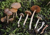 Cortinarius cystidiocatenatus image