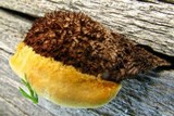 Gloeophyllum sepiarium image