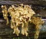 Arcyria obvelata image