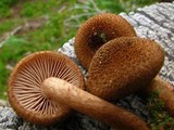 Inocybe flocculosa image