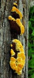 Gloeophyllum sepiarium image