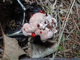 Hydnellum peckii image