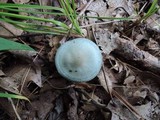 Clitocybe odora image