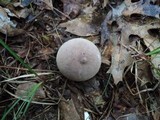 Lycoperdon umbrinum image