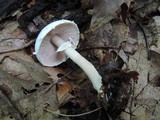 Agaricus cretacellus image