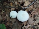 Agaricus cretacellus image