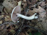 Agaricus cretacellus image