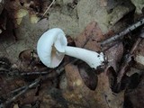 Agaricus cretacellus image